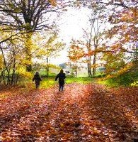 hildren running_at_wood